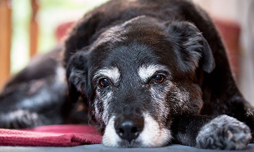 senior dog